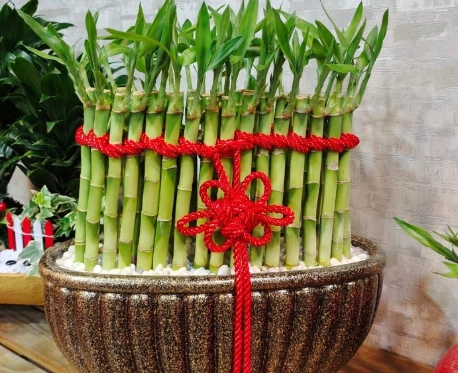 室內植物 貓 室內植物 貓