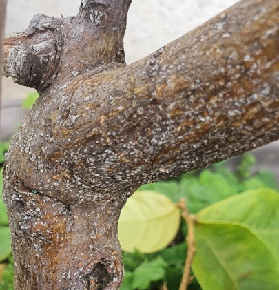 樹幹黴菌清除