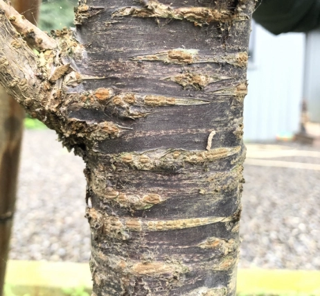 樹幹長黴菌處理