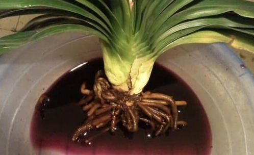 植物爛根處理