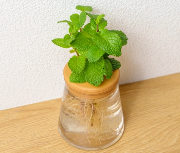薄荷葉水種
