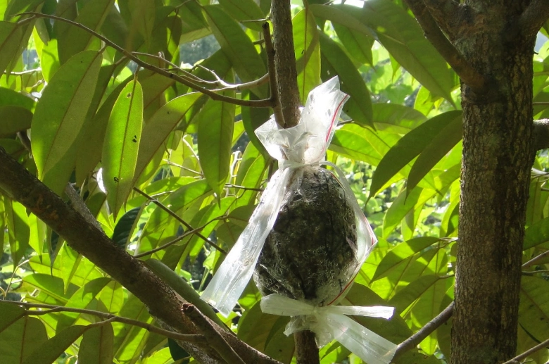 荔枝繁殖 荔枝繁殖