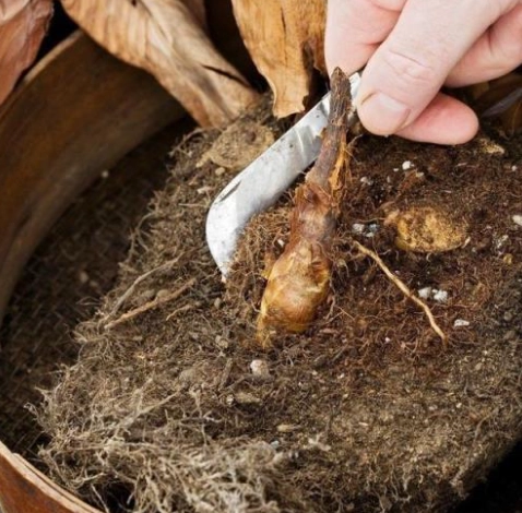 植物爛根怎麼辦？完整診斷與救援指南