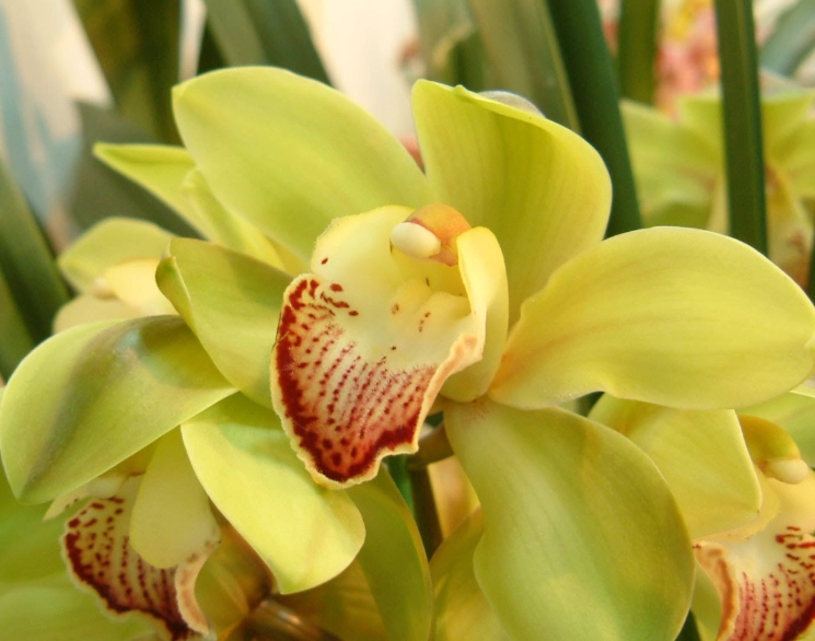 蘭花繁殖 蘭花繁殖