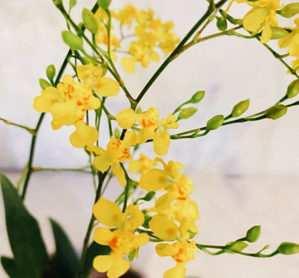 文心蘭開花
