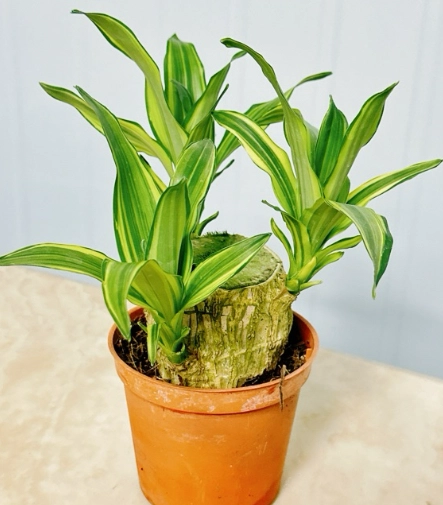 室內植物開花 室內植物開花