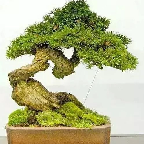 黑松盆景修剪