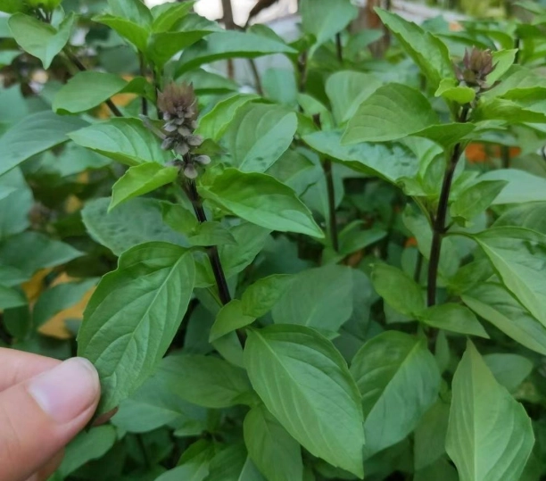 羅勒種子多久發芽？從種植到發芽的完整指南與常見問題