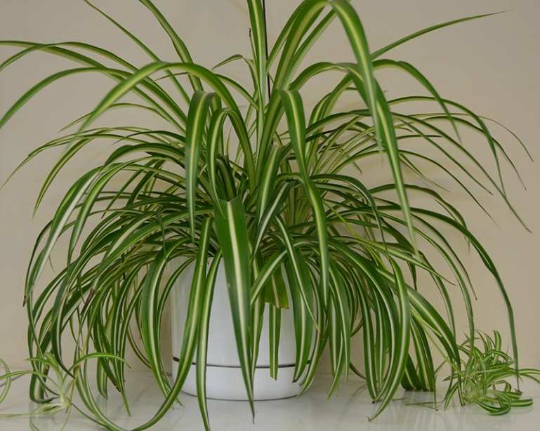 貓 安全 植物