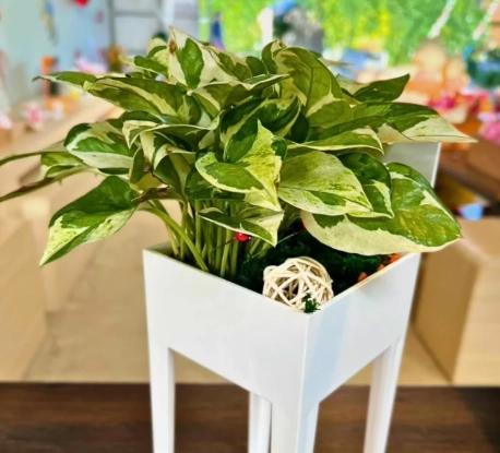 觀葉植物推薦 觀葉植物推薦
