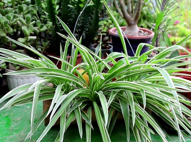 貓 安全 植物