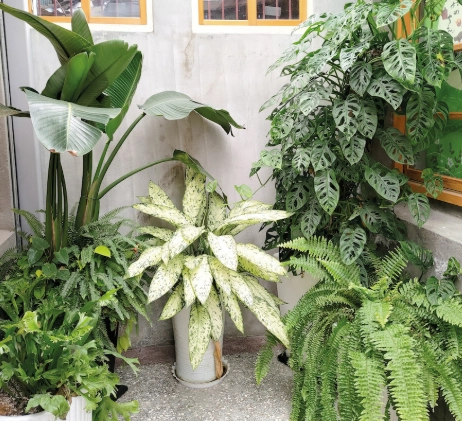 觀葉植物推薦 觀葉植物推薦