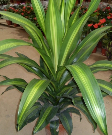 室內植物開花 室內植物開花