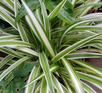 吊蘭 好處
