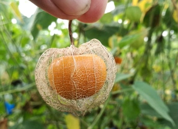燈籠果種植