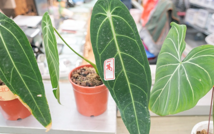 室內植物 室內植物