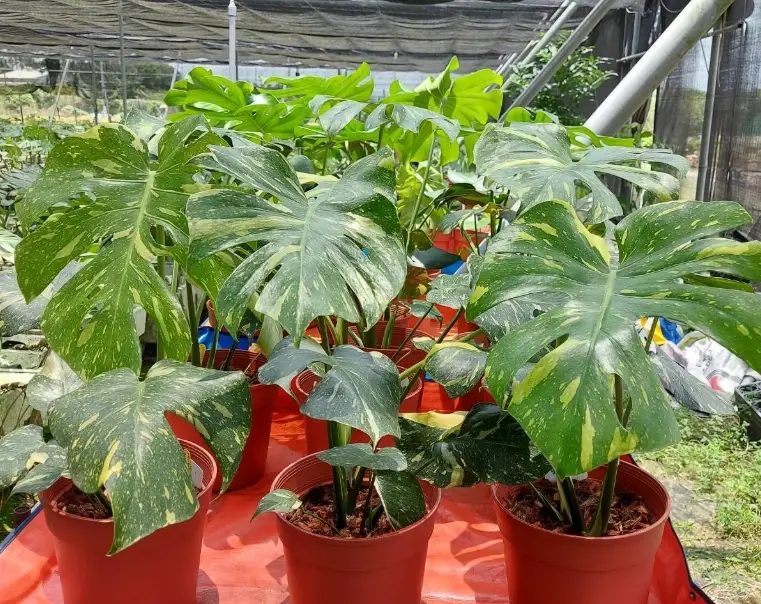 室內植物 通風