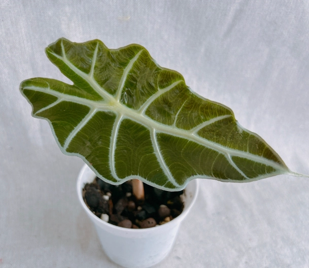 室內植物 室內植物