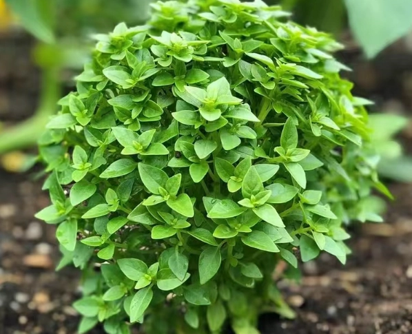羅勒種子發芽方法
