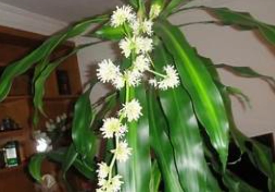幸運木開花照顧 幸運木開花照顧