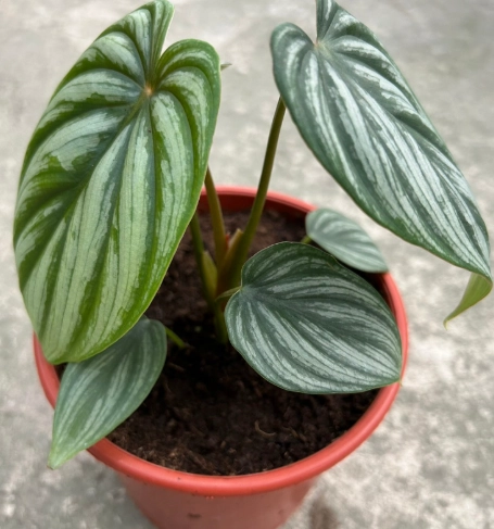 室內植物 室內植物