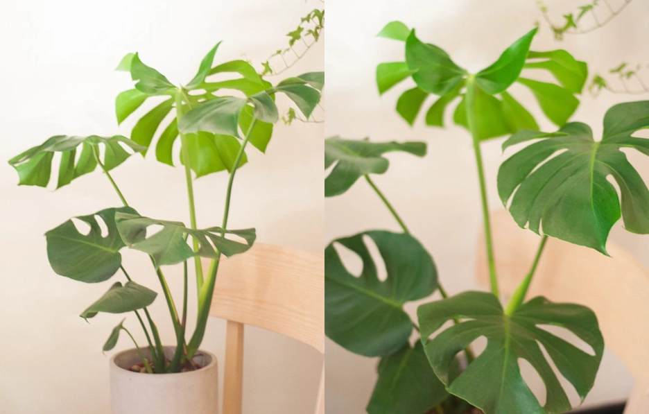 室內植物 通風