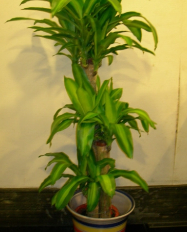 室內植物開花 室內植物開花