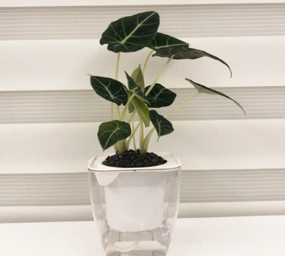 觀葉植物推薦 觀葉植物推薦
