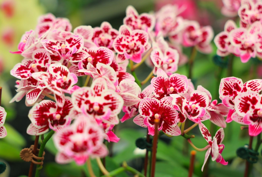蘭花澆水頻率 蘭花澆水頻率