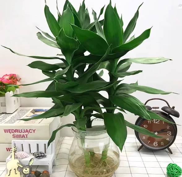 水培植物照顧
