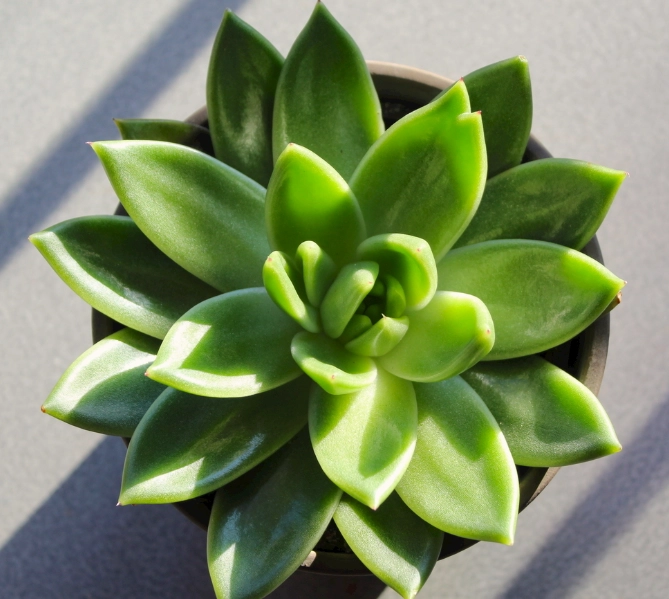 多肉植物開花指南：從驚喜到照顧的完整解析