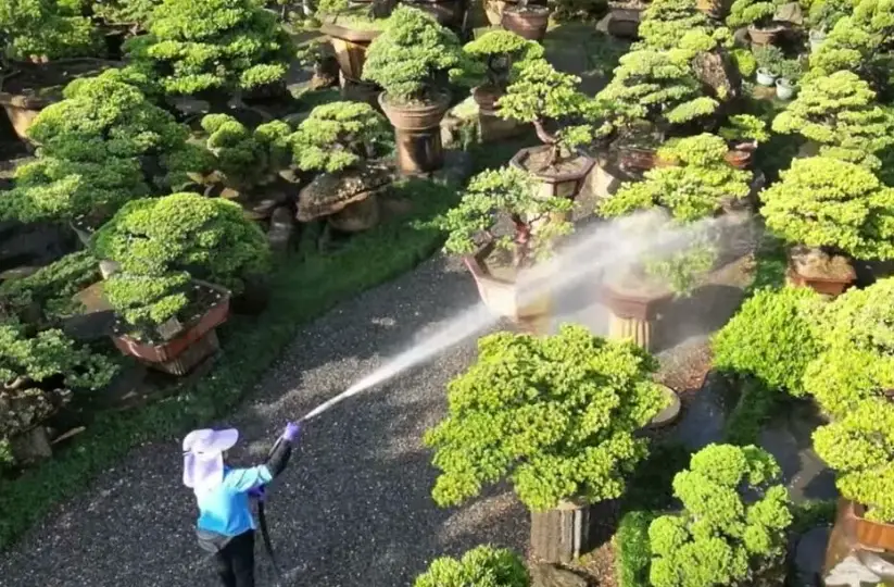 植物澆水技巧 植物澆水技巧
