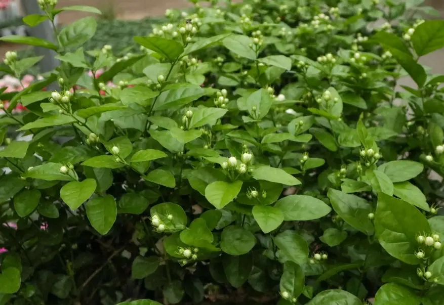 茉莉花葉子發黃