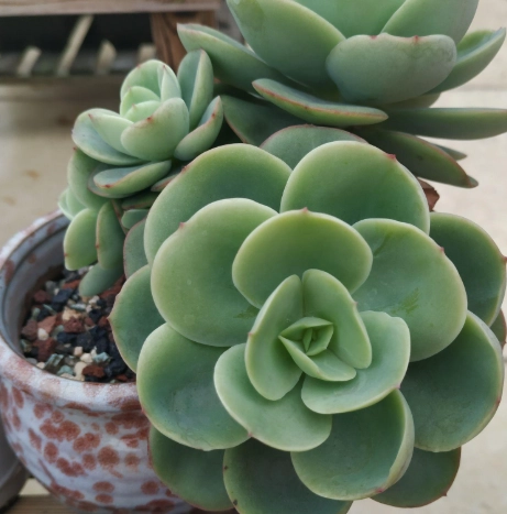 多肉植物開花照顧 多肉植物開花照顧