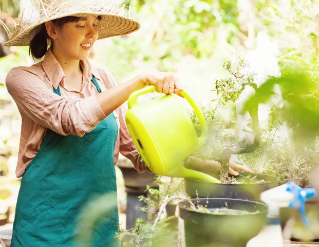 室內植物養護 室內植物養護