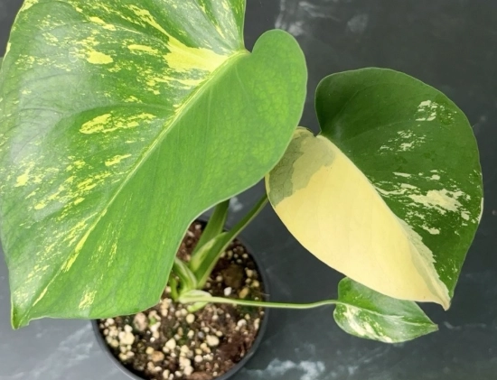 龜背芋 照顧 龜背芋 照顧
