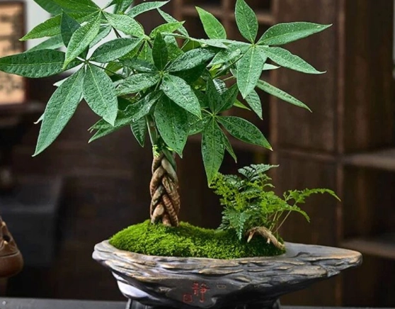 室內植物問題