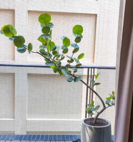 海葡萄怎麼養 海葡萄怎麼養