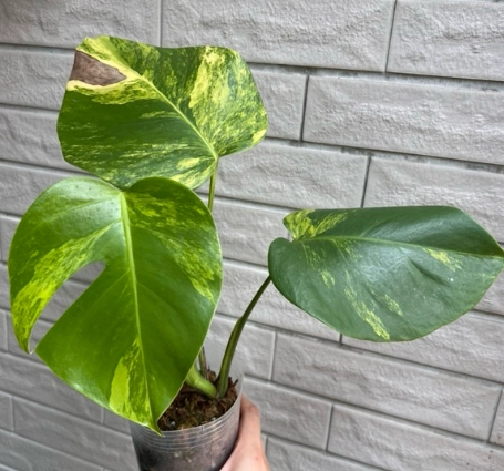 龜背芋 黃葉 原因 龜背芋 黃葉 原因