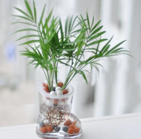 室內植物分株 室內植物分株