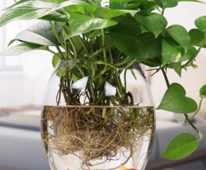 水培植物推薦