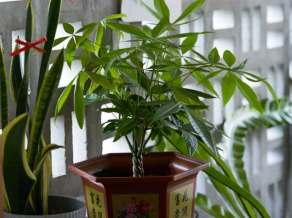 發財樹不長高
