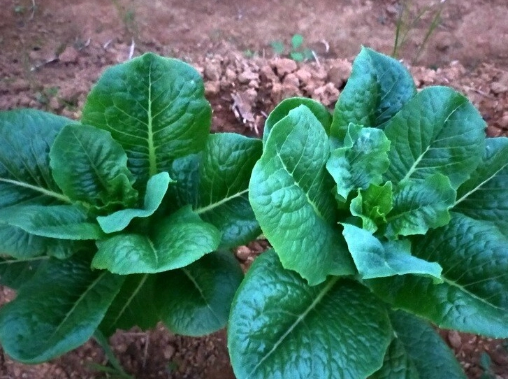 新手種植蔬菜完整攻略：陽台菜園從零到收成實戰分享