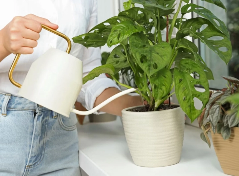 植物澆水技巧 植物澆水技巧