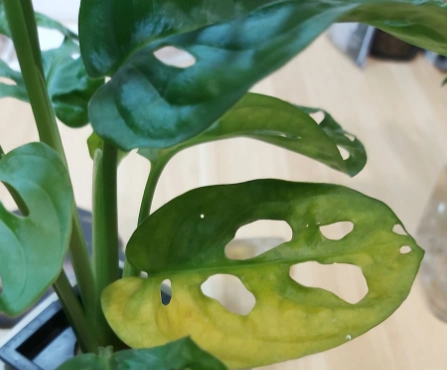 龜背芋 照顧 龜背芋 照顧