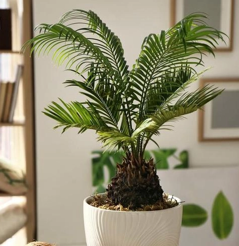 室內植物分株 室內植物分株