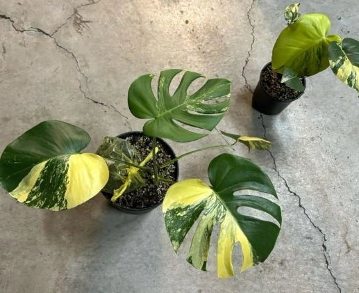 龜背芋 葉子變黃 龜背芋 葉子變黃