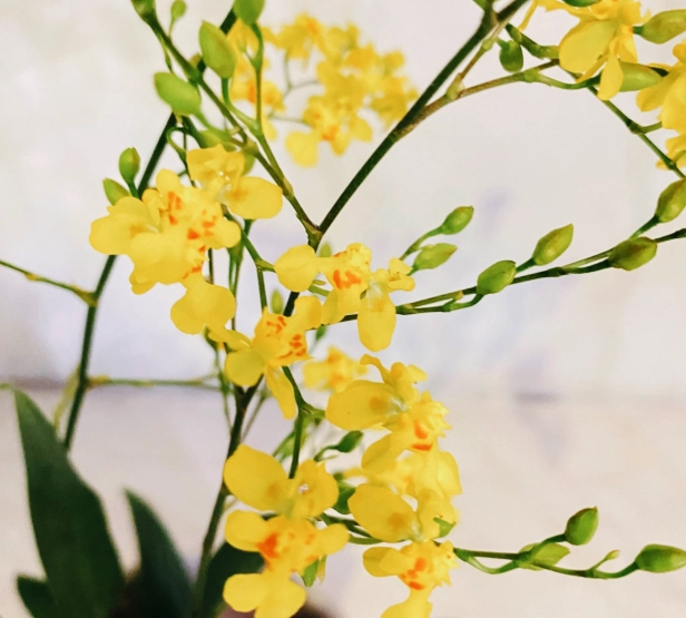 文心蘭開花