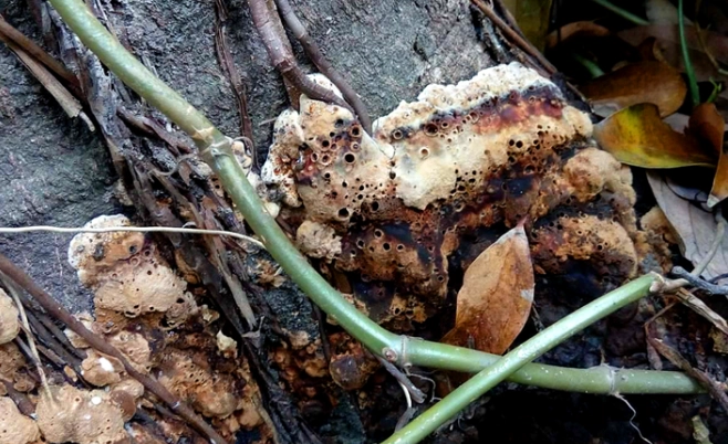 褐根病症狀與治療全攻略：救樹必學的實戰技巧