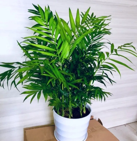 室內植物分株 室內植物分株